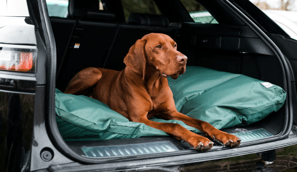 Why Everyone is Talking About Danish Design Dog Beds
