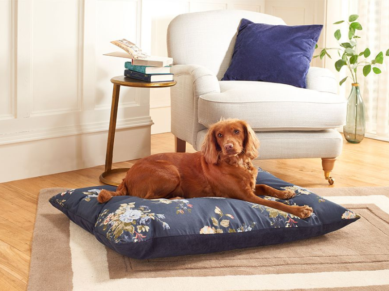 Luxury Dog Beds, Are They Worth the Investment?