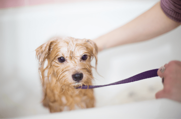 How to Bathe a Nervous Dog