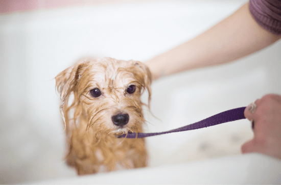 How to Bathe a Nervous Dog