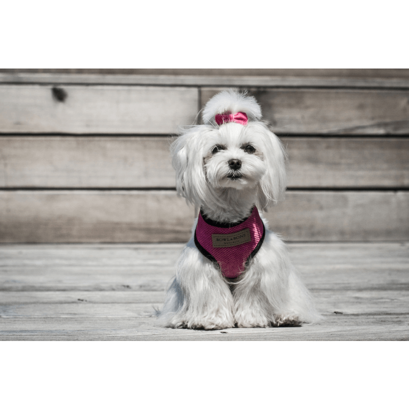 Load image into Gallery viewer, Bowl and Bone Candy Pink Dog Harness and Lead Set
