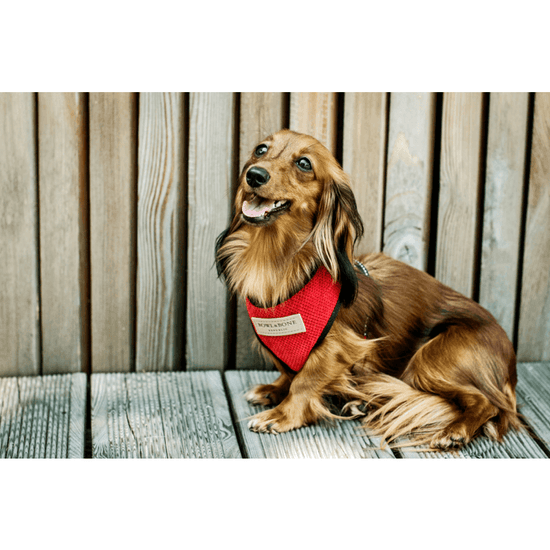 Bowl and Bone Candy Red Dog Harness and Lead Set
