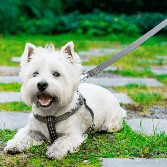 Bowl and Bone Active Grey Dog Harness