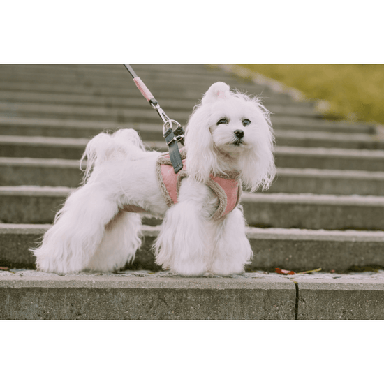 Bowl and Bone Yeti Rose Dog Harness and Lead Set