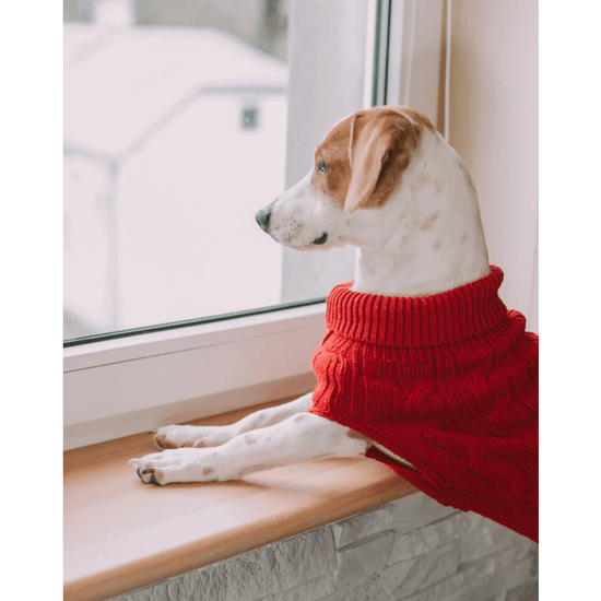 Bowl and Bone Aspen Red Dog Pullover